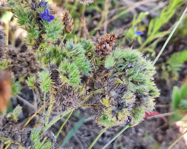 Galles sur Vipérine provoquées par Aceria echii &copy; DAUMAL Thibaud