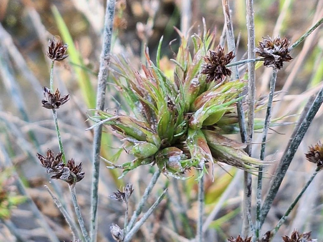 Galle sur jonc provoquée par Livia junci &copy; DAUMAL Thibaud