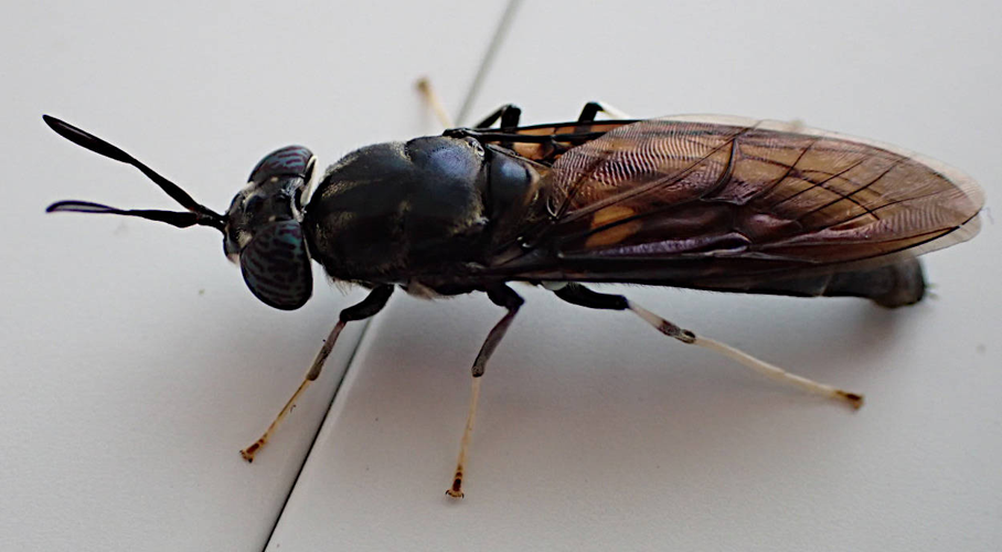 Hermetia illucens adulte &copy; MARQUE Jean-Bernard