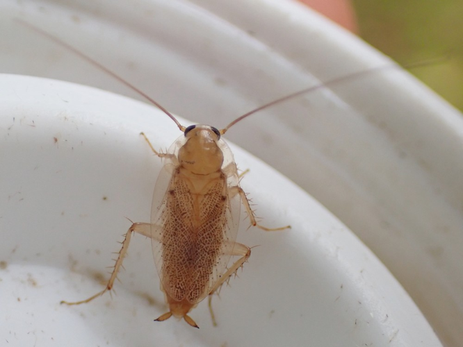 Adulte de Planuncus vinzi &copy; HALLART Guénael, CPIE02