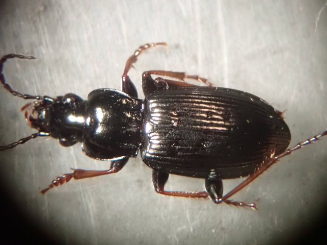 Adulte de Pterostichus oblongopunctatus &copy; HALLART Guénael, CPIE02