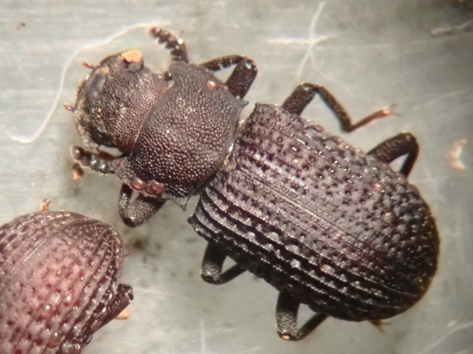 Adulte de Lépreux des mycètes &copy; HALLART Guénael, CPIE02