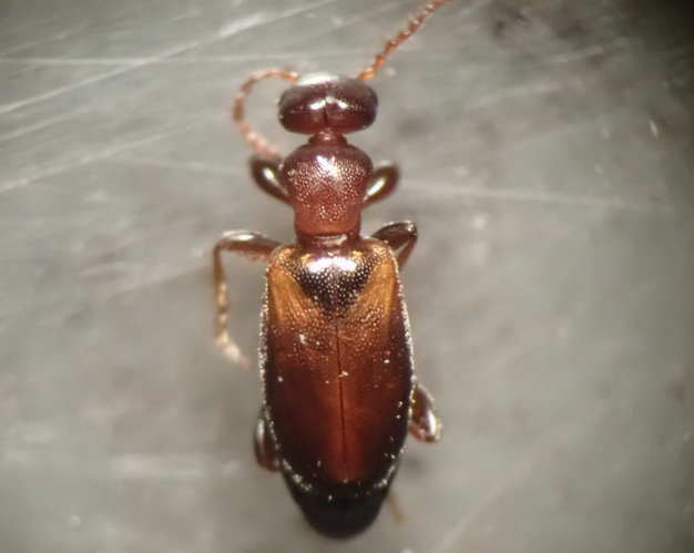 Adulte d'Omonadus floralis &copy; HALLART Guénael, CPIE02