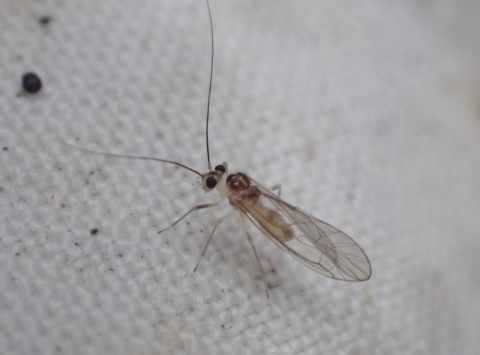 Adulte de Stenopsocus immaculatus &copy; HALLART Guénael, CPIE02