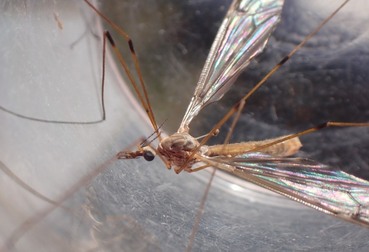 Mâle de Tipula staegeri &copy; HALLART Guénael, CPIE02
