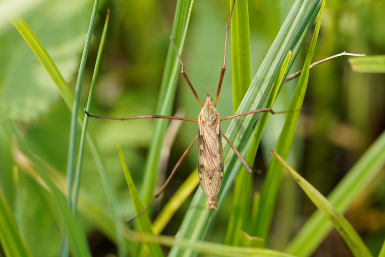 Eutonia barbipes &copy; GRUAU Kévin