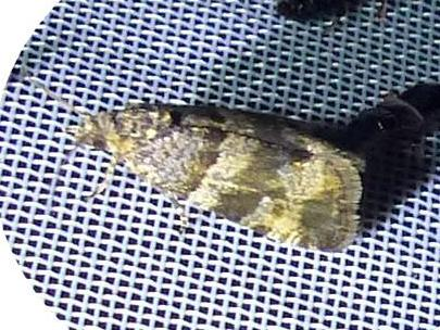 Lobesia abscisana &copy; DEROZIER Carole