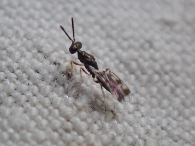 Adulte de Erdoesia tesselata &copy; HALLART Guénael, CPIE02