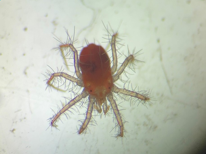 Erythracarus epigeus &copy; EUDELINE Pauline, CPIE02