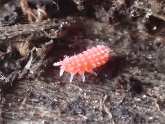 Bilobella braunerae &copy; HALLART Guénael