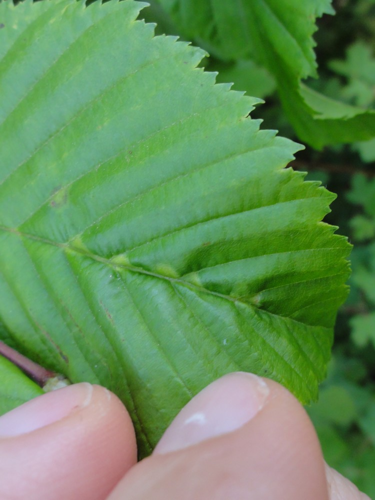 Galles provoquées par Dasineura ruebsaameni &copy; JOURDE Rémi