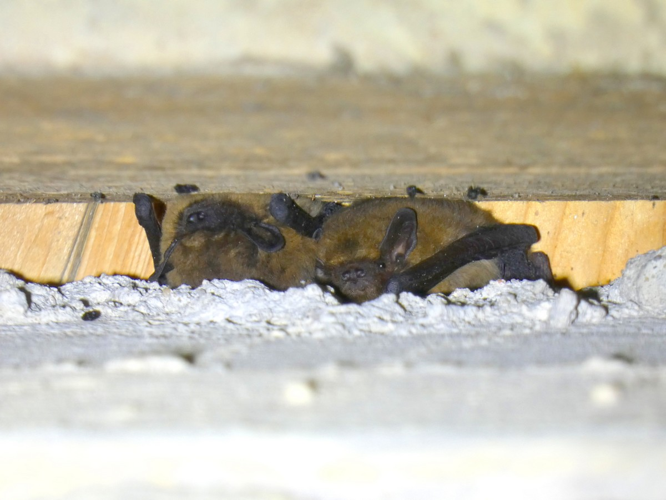 Pipistrelle commune &copy; DECLERCQ Sophie