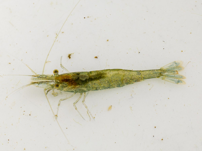 Atyaephyra desmarestii adulte &copy; TÉNART Jacques