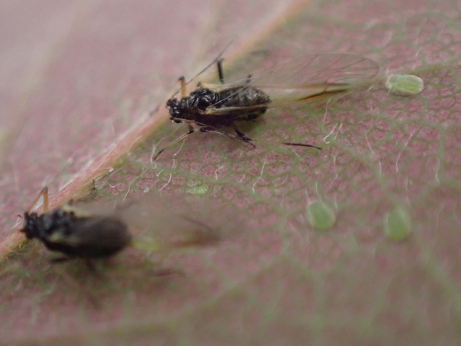 Adulte de Periphyllus testudinaceus &copy; HALLART Guénael, CPIE02