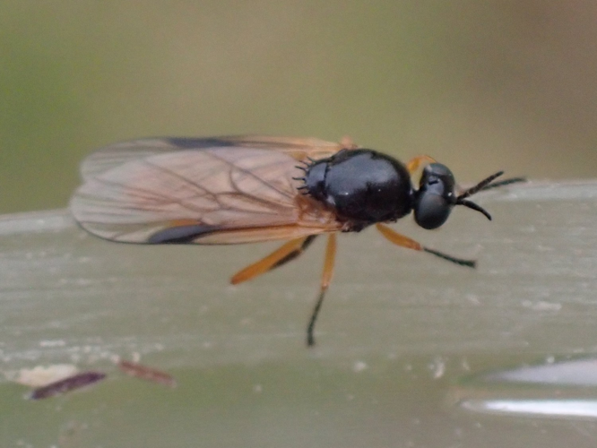 Adulte de Beris vallata &copy; HALLART Guénael, CPIE02
