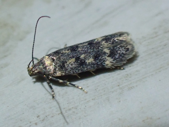 Imago de Bryotropha basaltinella &copy; HALLART Guénael