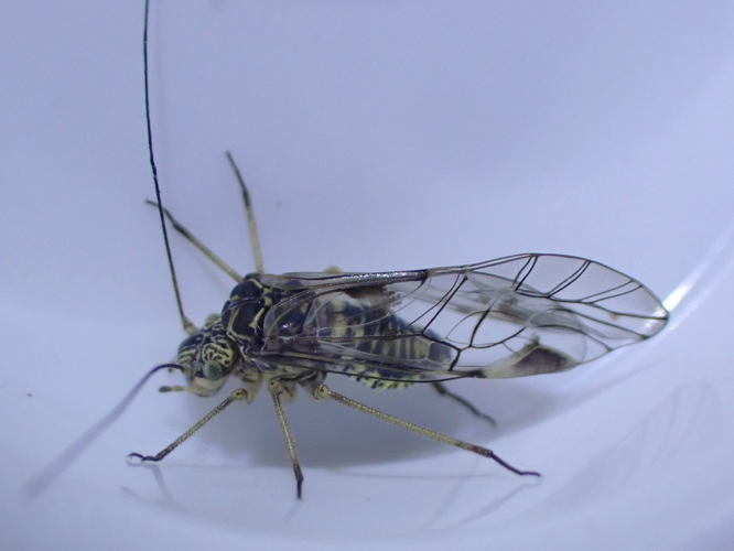 Adulte de Psococerastis gibbosa &copy; HALLART Guénael, CPIE02