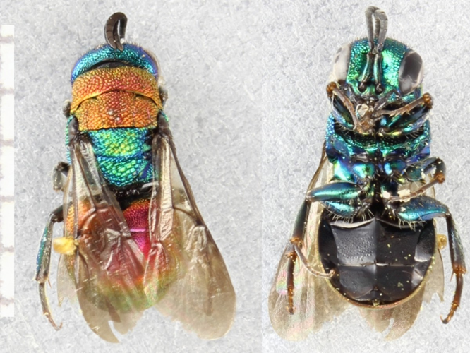 Adulte de Hedychrum nobile &copy; BERTRAND Michel, ADEP