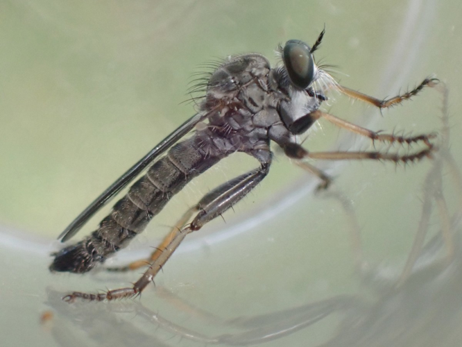 Adulte de Neomochtherus geniculatus &copy; HALLART Guénael, CPIE02