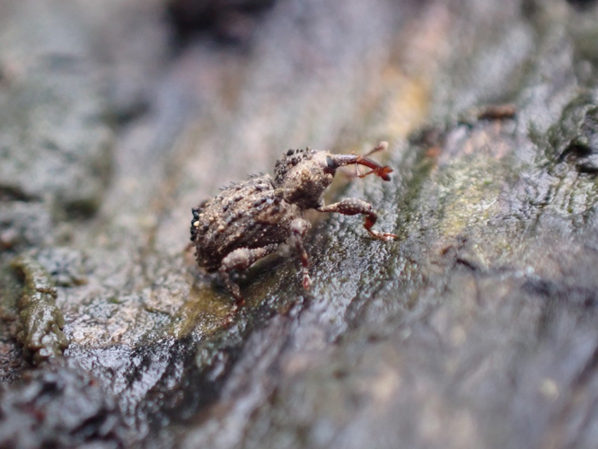 Adulte de Trachodes hispidus &copy; HALLART Guénael, CPIE02