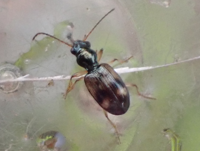 Adulte de Bembidion articulatum &copy; HALLART Guénael, CPIE02