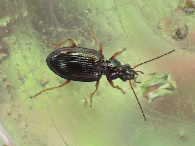 Adulte de Bembidion latinum &copy; HALLART Guénael, CPIE02