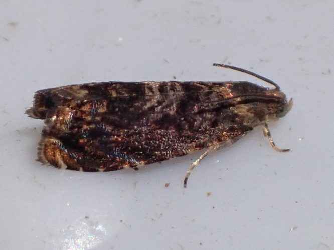 Imago de Grapholita janthinana &copy; HALLART Guénael, CPIE02