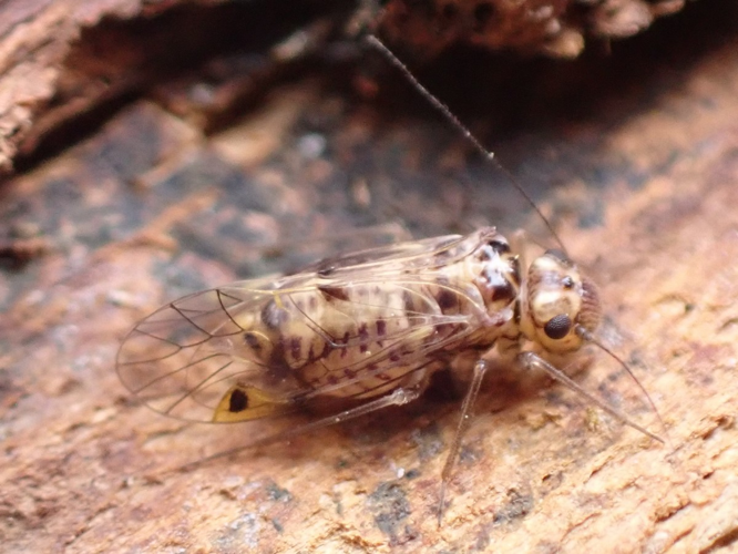 Imago de Psocus bipunctatus &copy; HALLART Guénael, CPIE02