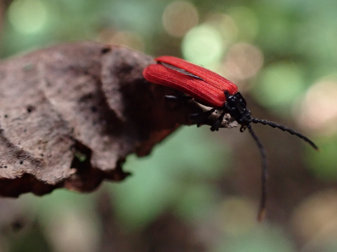 Imago de Platycis minutus &copy; BRICE Perrine, CPIE02
