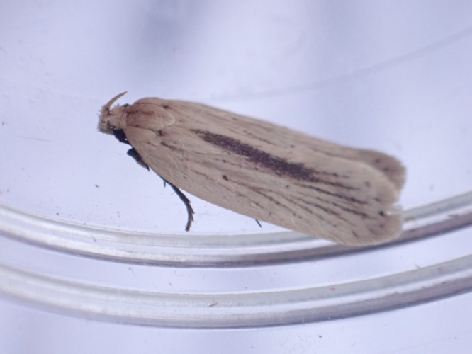 Imago d'Agonopterix pallorella &copy; HALLART Guénael