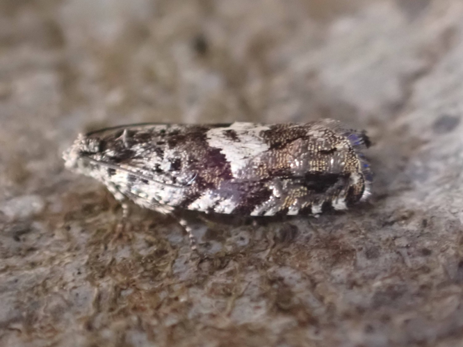 Imago de Pammene argyrana &copy; HALLART Guénael / CPIE02