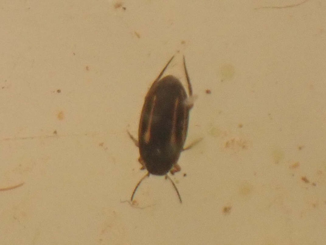 Adulte de Graptodytes bilineatus &copy; HALLART Guénael / CPIE02