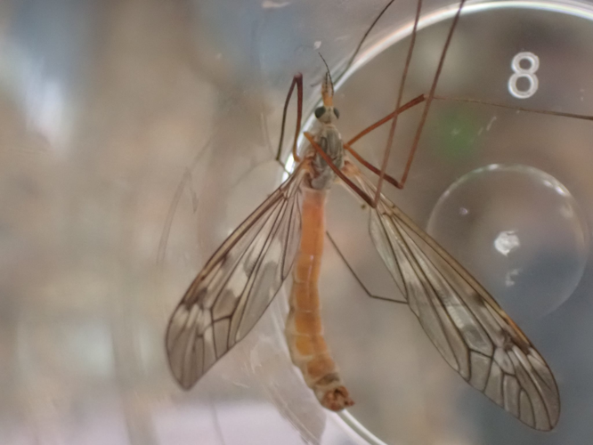 Imago de Tipula hortorum &copy; HALLART Guénael / CPIE02