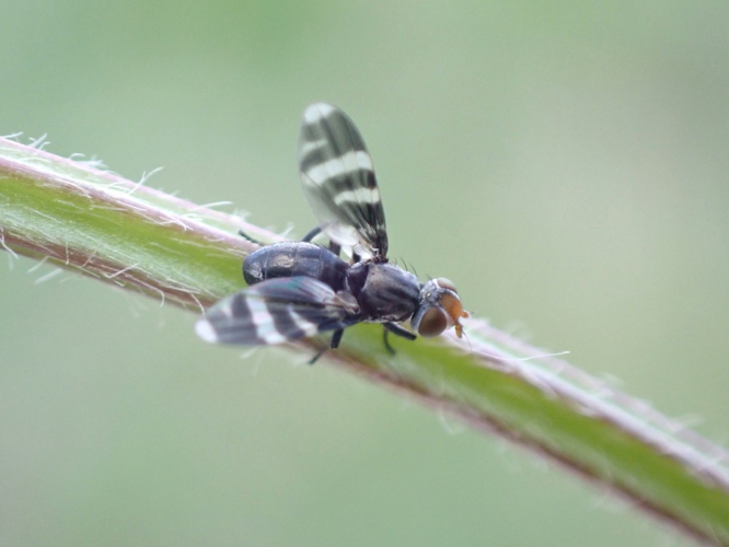 Herina frondescentiae adulte &copy; HALLART Guénael / CPIE02