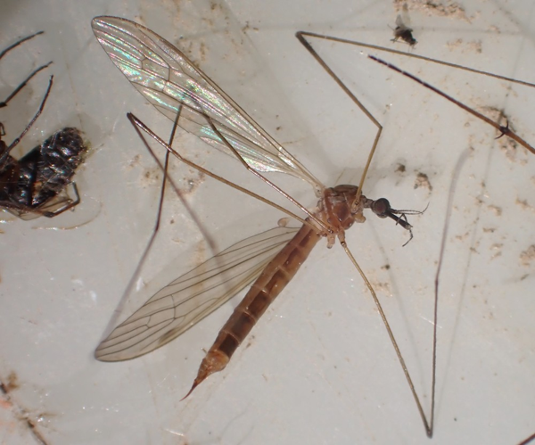 Helius longirostris imago &copy; HALLART Guénael / CPIE02
