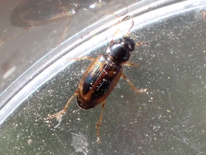 Acupalpus maculatus adulte &copy; HALLART Guénael / CPIE02