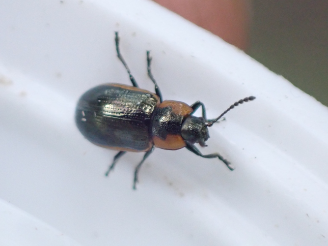 Prasocuris marginella adulte &copy; HALLART Guénael / CPIE02