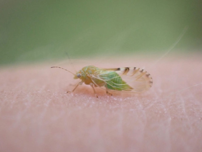 Cacopsylla crataegi adulte &copy; HALLART Guénael / CPIE02