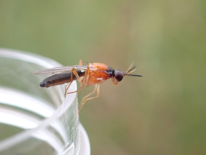 Imantimyia albiseta &copy; HALLART Guénael / CPIE02