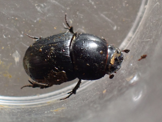 Aphodius fossor adulte, observé le 9 mai 2026 &copy; HALLART Guénael / CPIE02