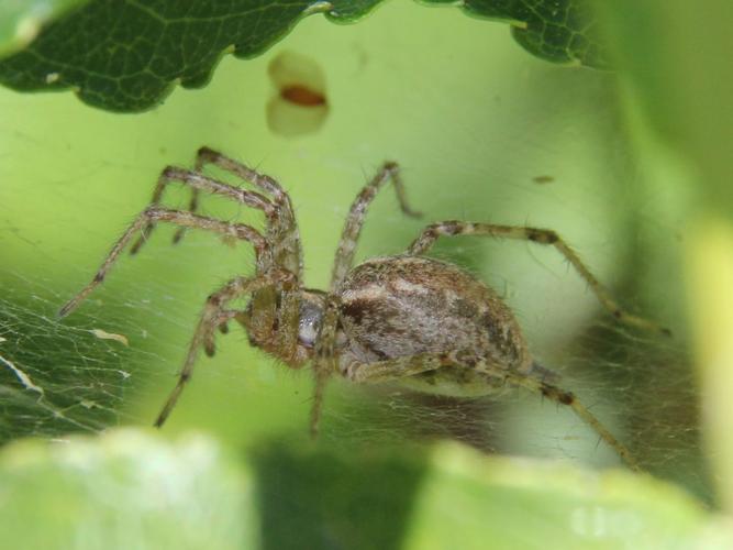 Allagelena gracilens © COLINDRE Laurent