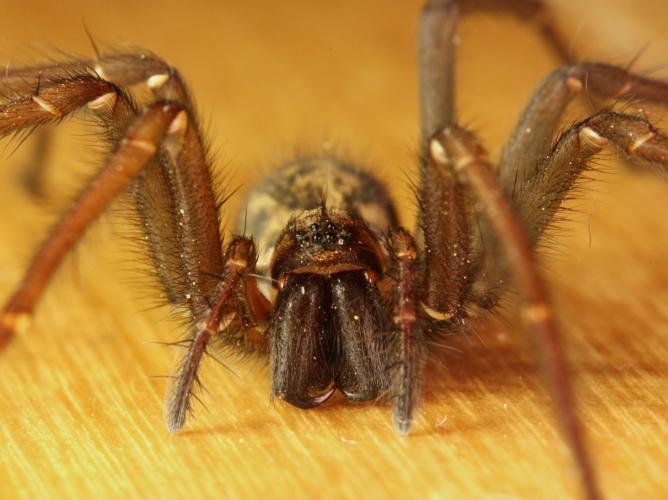 Tegenaria domestica © LETHEVE Xavier