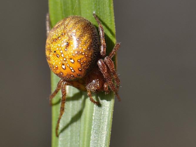 Araneus alsine © HERCENT Jean-Luc