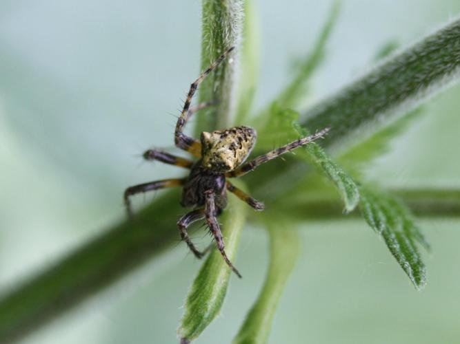 Araneus angulatus © LETHEVE Xavier