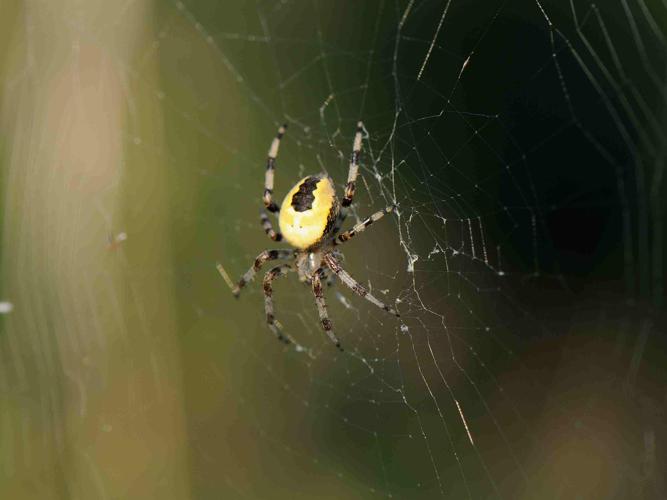 Araneus marmoreus © MATHOT William