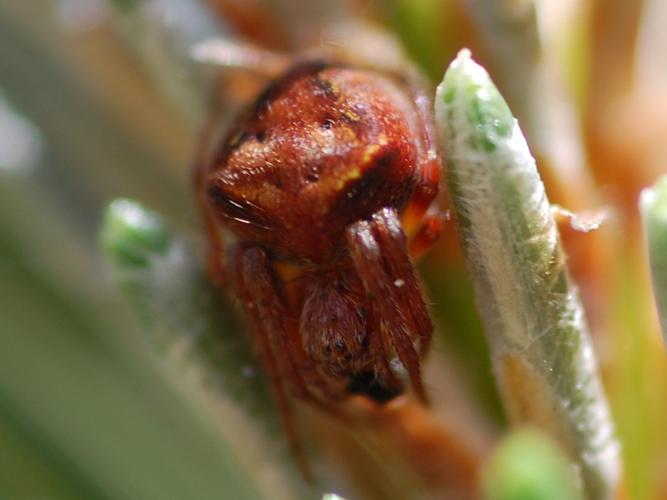 Araneus sturmi © VANSTEENE Nicolas