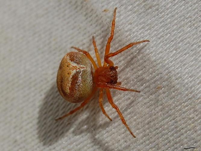 Araneus triguttatus © VANSTEENE Nicolas