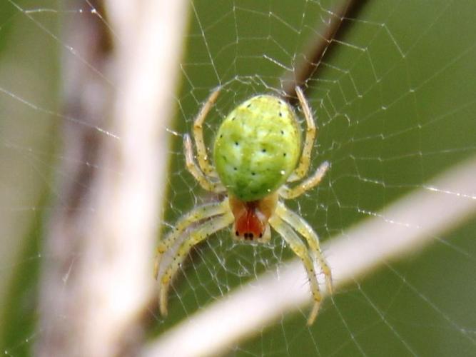 Araniella cucurbitina © COLINDRE Laurent