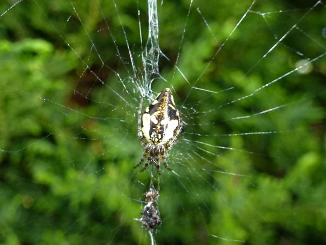 Cyclosa conica © MAILLIER Sébastien