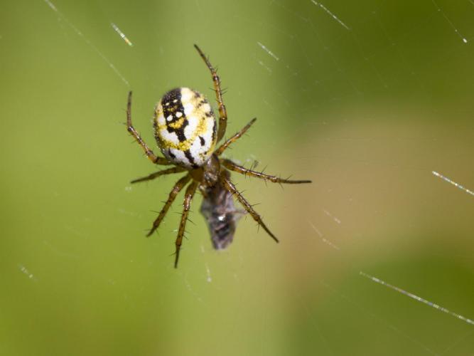 Mangora acalypha © TONDELLIER Bruno